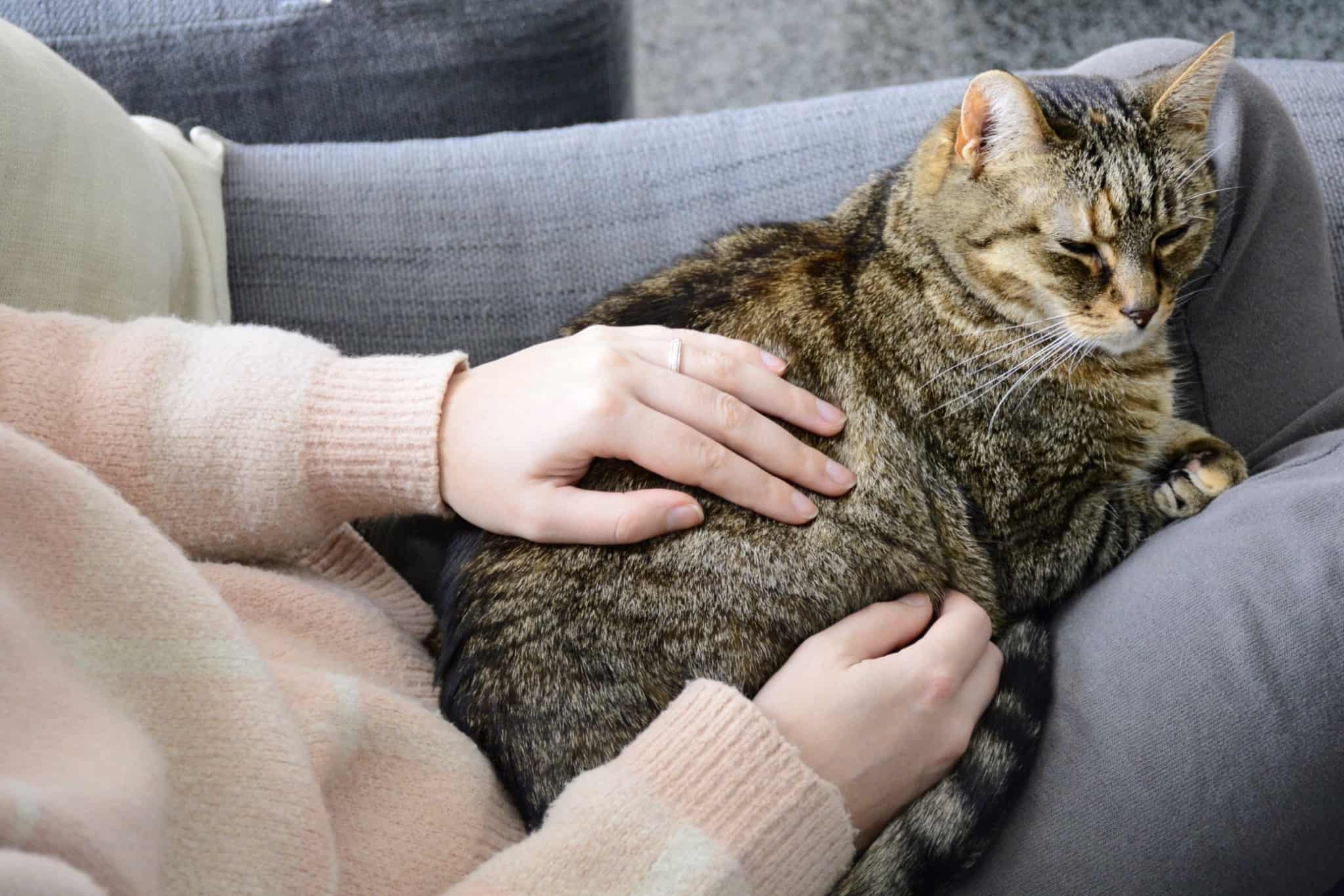 gato malhado no colo de uma mulher